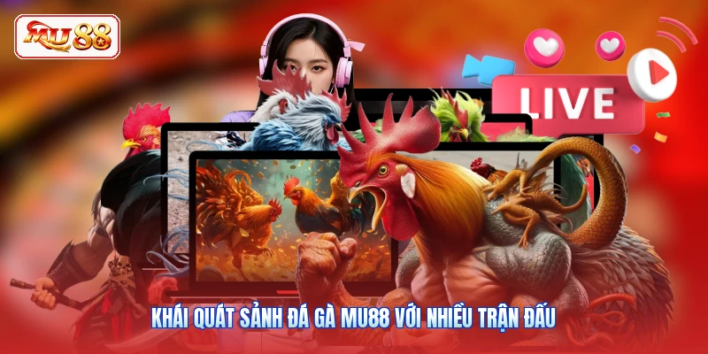 Khái quát sảnh đá gà MU88 với nhiều trận đấu