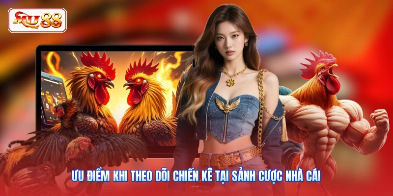 Ưu điểm khi theo dõi chiến kê tại sảnh cược nhà cái