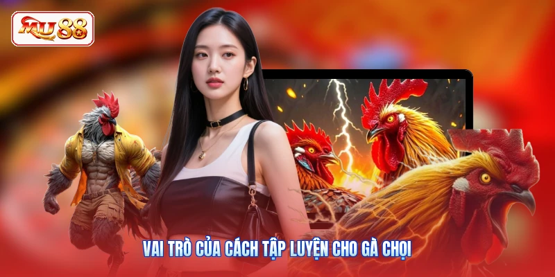 Vai trò của cách tập luyện cho gà chọi